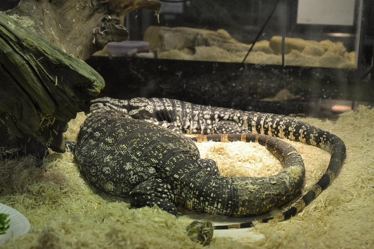 The Reptile Zoo (มอนโร, วอชิงตัน) - รีวิว - Tripadvisor