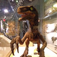 Velociraptor