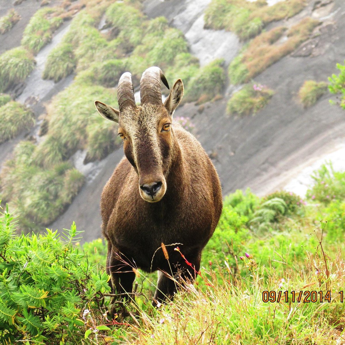 Rajamalai (Eravikulam) National Park (Munnar) - All You Need to Know BEFORE You Go Rajamalai (Eravikulam) National Park (Munnar) - All You Need to Know BEFORE You Go