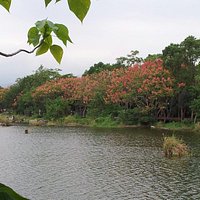 木材儲存池