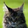 sqkitty