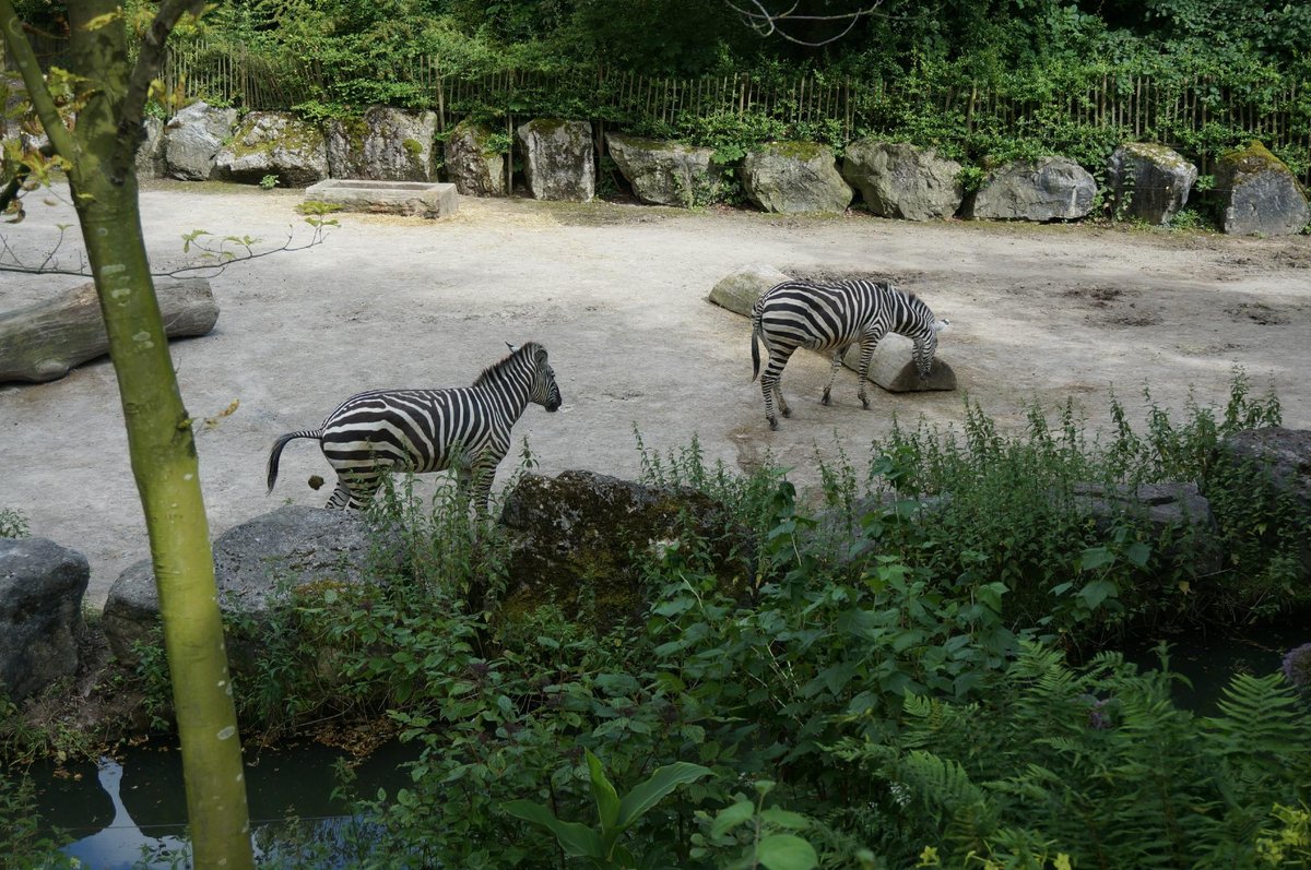 22年 Lille Zoo 行く前に 見どころをチェック トリップアドバイザー