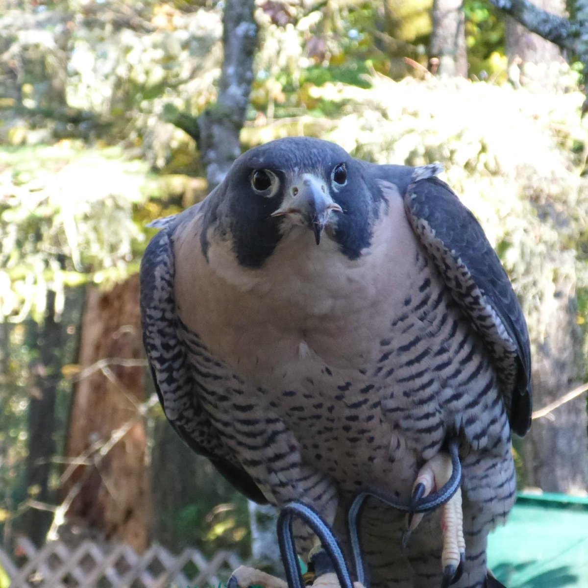 Cascades Raptor Center (Eugene) - 2022 All You Need to Know BEFORE You ...