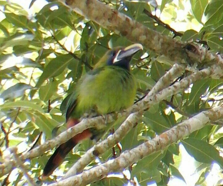 Esteban Daily Guided Tours (Monteverde) - All You Need to Know BEFORE You Go Esteban Daily Guided Tours (Monteverde) - All You Need to Know BEFORE You Go