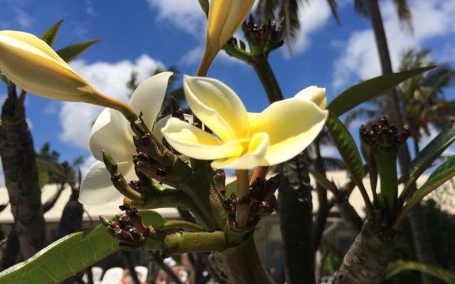 tipani flower