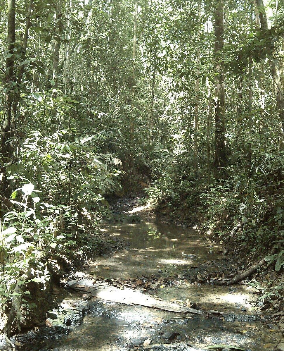 Sungai Yu Tiger Corridor (Kuala Lipis) - All You Need to Know BEFORE You Go