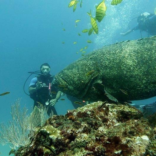 OSA DIVERS: Tutto quello che c'è da sapere (AGGIORNATO 2023) - Tripadvisor