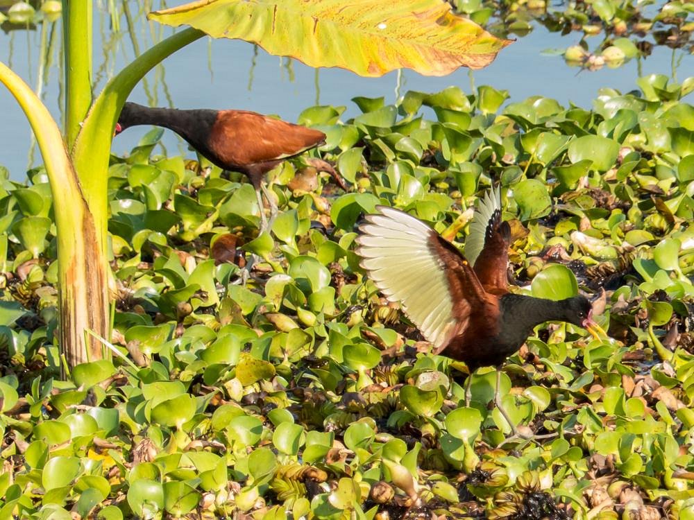 Parque Luis Latorre (Itatiba) - ATUALIZADO 2023 O que saber antes de ir - Sobre o que as pessoas estão falando - Tripadvisor Parque Luis Latorre (Itatiba) - ATUALIZADO 2023 O que saber antes de ir - Sobre o que as pessoas estão falando - Tripadvisor