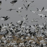 Dale Bumpers White River National Wildlife Refuge Visitors Cente - All ...