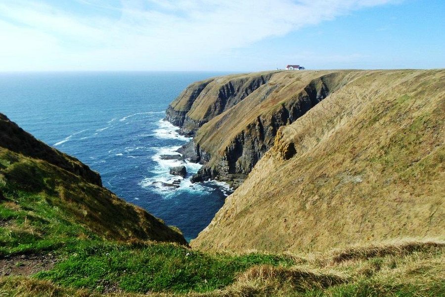Cape St. Mary's Ecological Reserve image