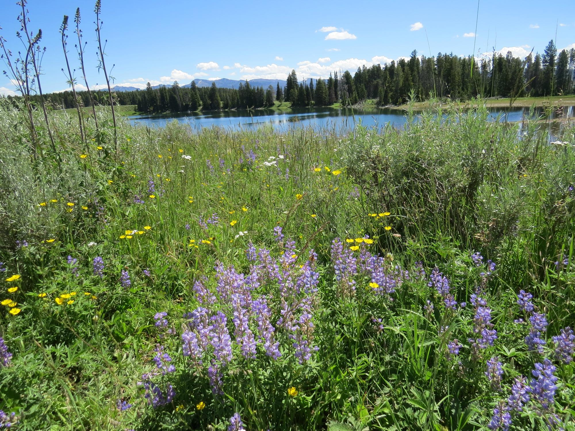 Storm point 2024 trail yellowstone