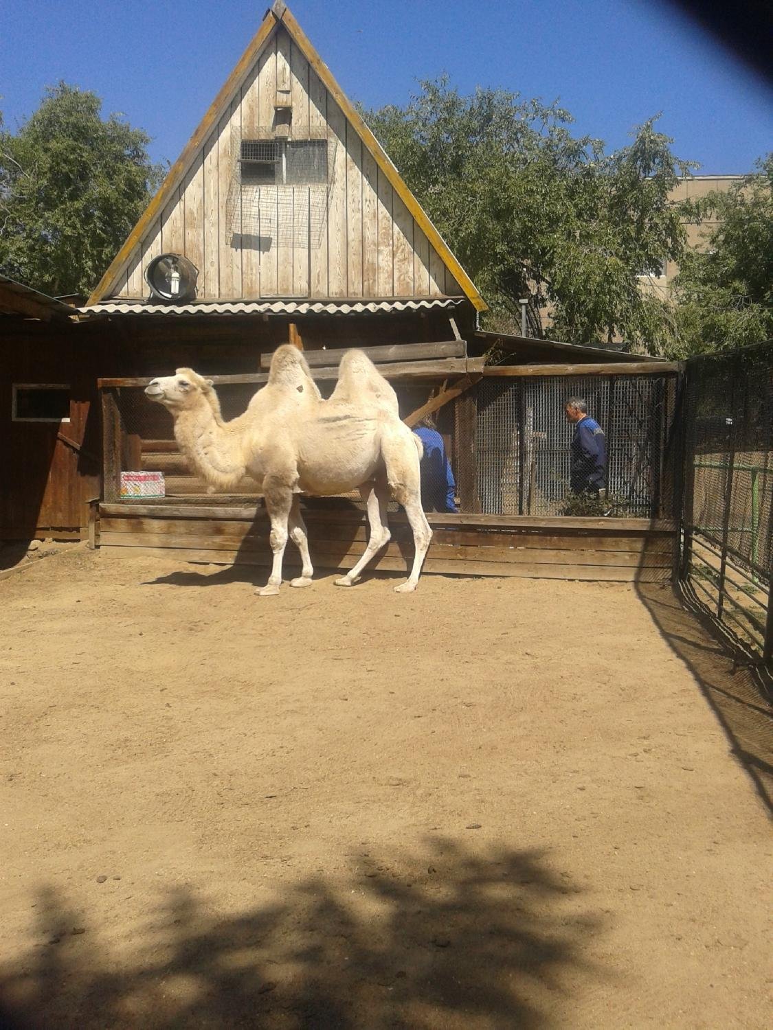 Читинский городской зоопарк, Чита: лучшие советы перед посещением -  Tripadvisor