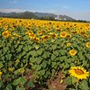 Things To Do in Sunflower Field, Restaurants in Sunflower Field