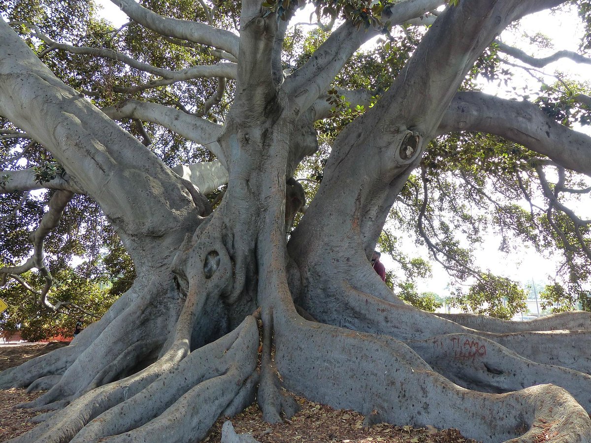 sjækel Forvirre Planet Moreton Bay Fig Tree (Santa Barbara) - All You Need to Know BEFORE You Go