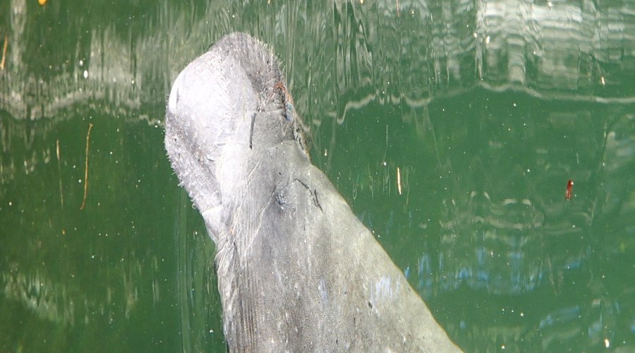 Lots of manatees at Hospital Hole.