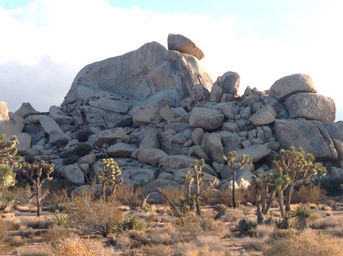 Joshua Tree National Park Michelle G review images
