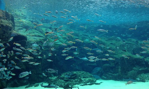 魚の大群