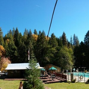 Sugar Pine