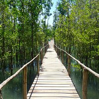 Nature Trail through the Mangrove Forest