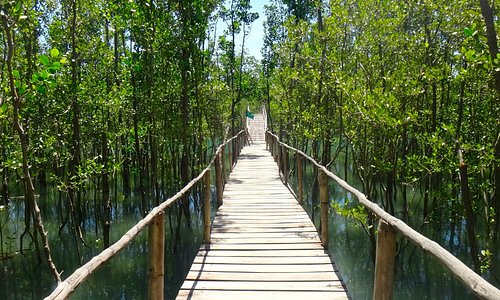 Nature Trail through the Mangrove Forest