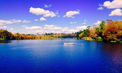 Terrific Lake w/Gators