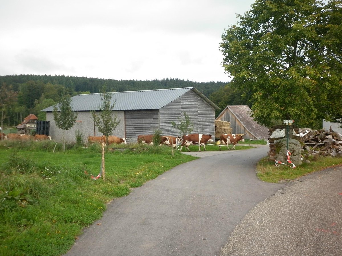Gasthaus Staude (AU169) 2024 Prices & Reviews (Triberg, Germany