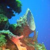 mostlydiving