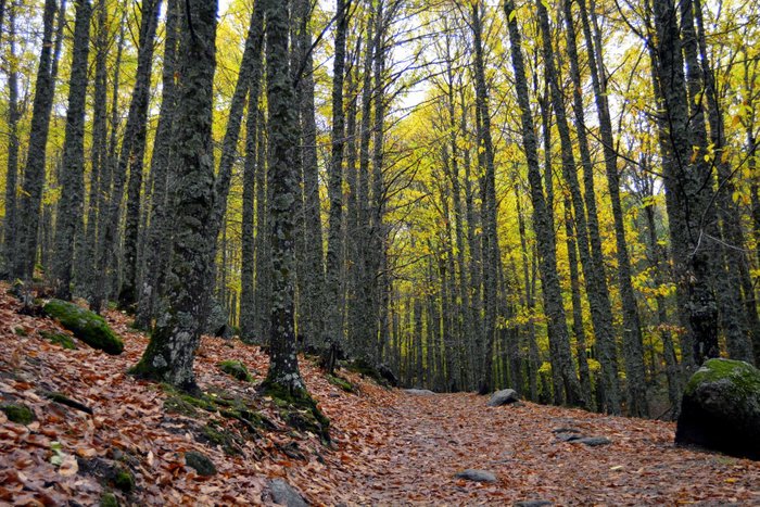 castañar de El Tiemblo. Ávila