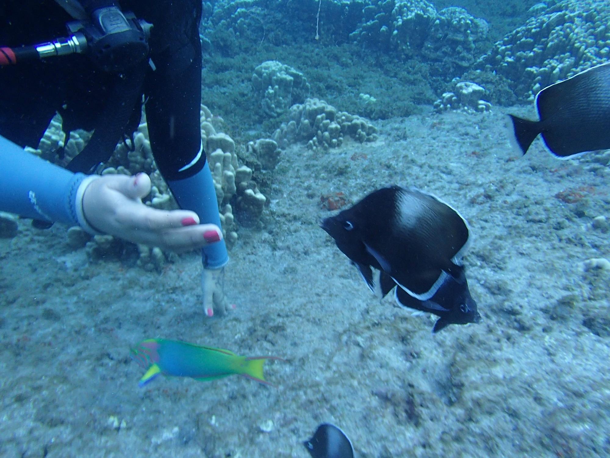 Buceo Isla De Pascua Lo Que Se Debe Saber Antes De Viajar Tripadvisor