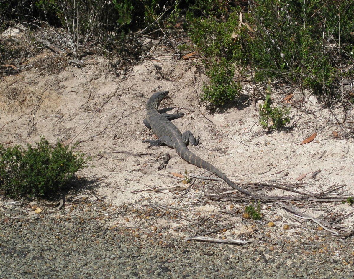 Australian Wildlife Walkabouts Eco Tours (Kangaroo Island) - All You ...