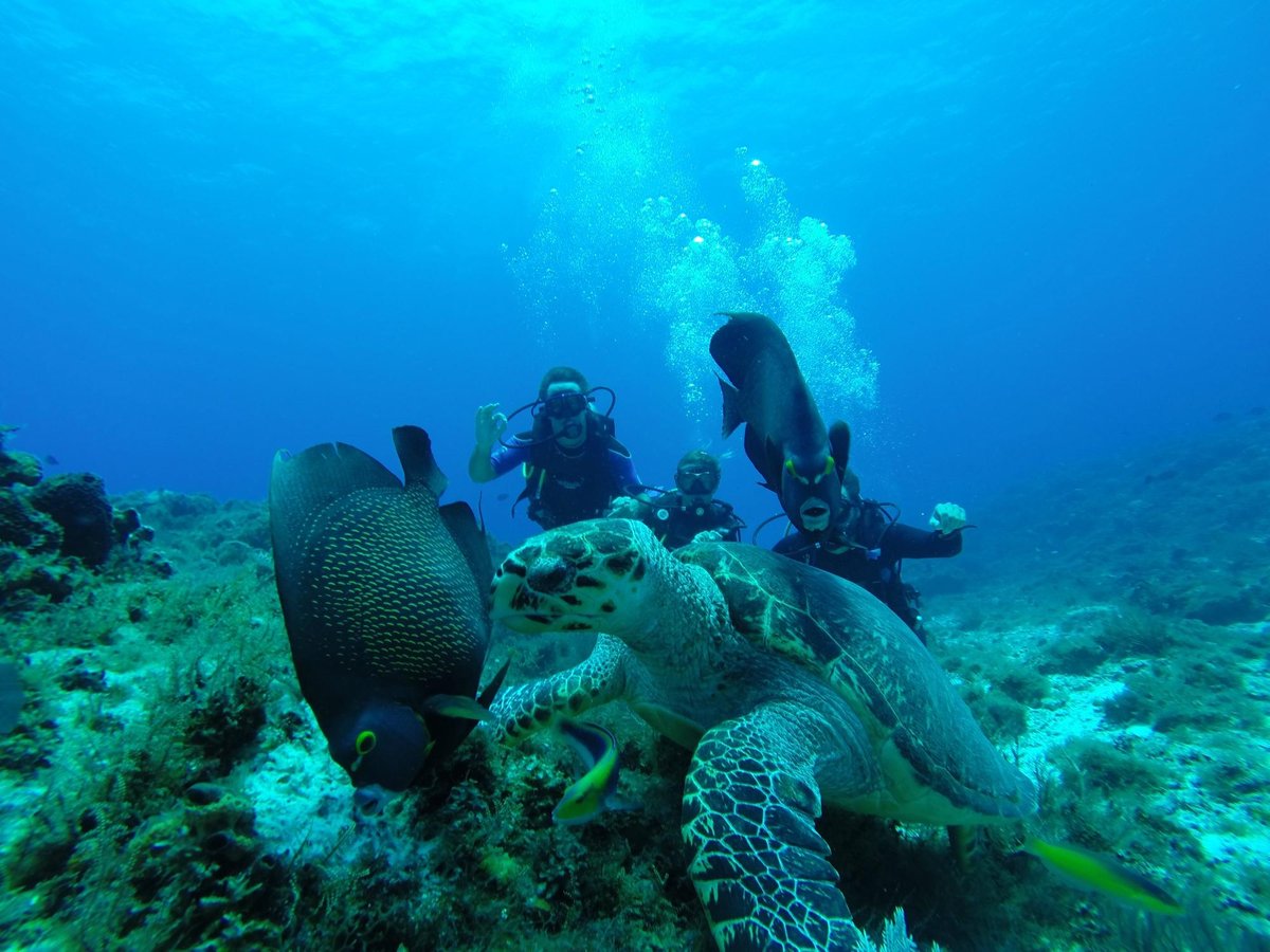 Tulaka Diving (Puerto Morelos) - All You Need to Know BEFORE You Go