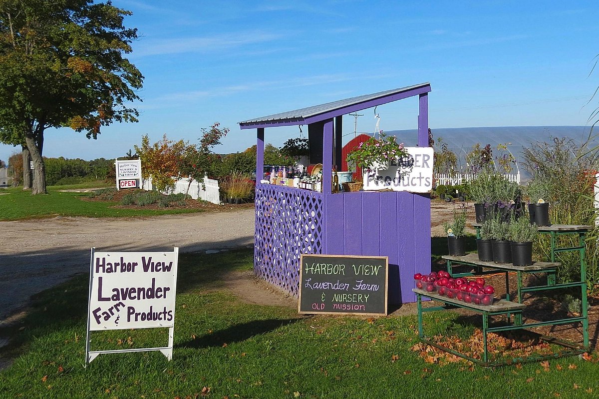 Lavender on Old Mission Peninsula Culinary Lavender