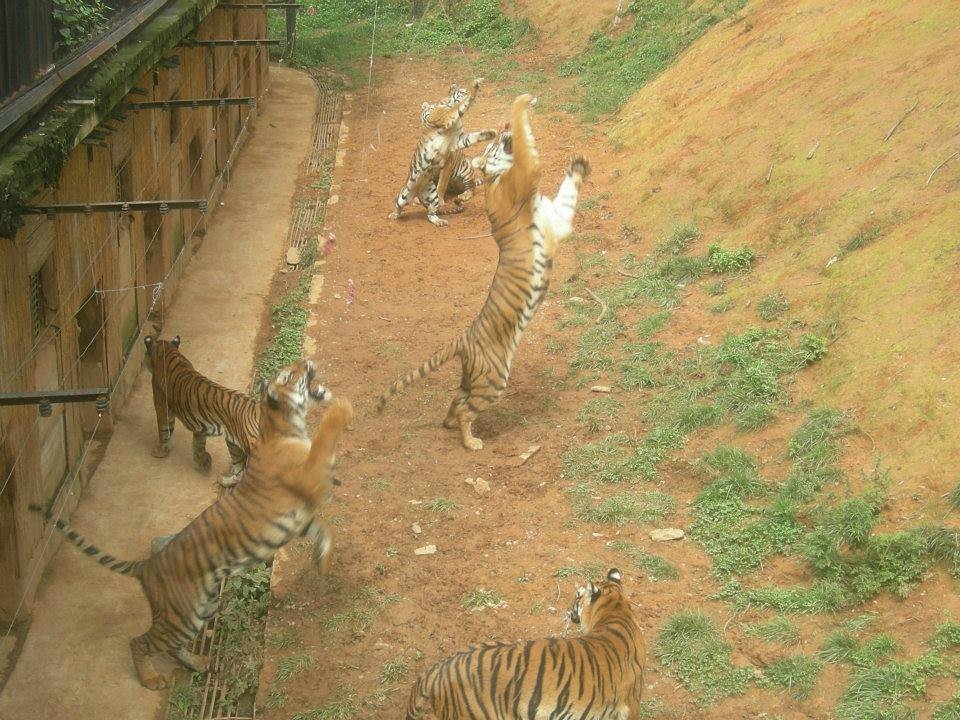 Yunnan Wildlife Park - All You Need to Know BEFORE You Go (2024)