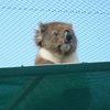 CanAussie14