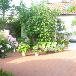 The yard