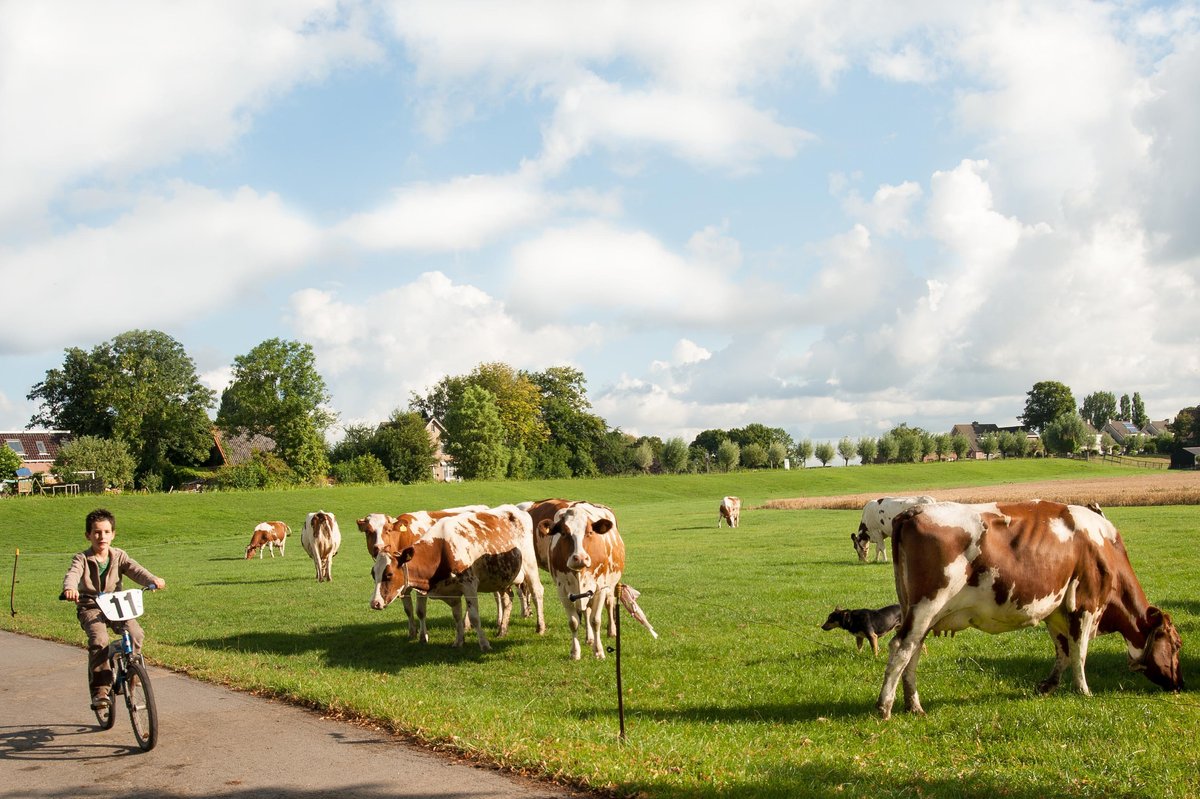 SINT NICOLAASHOEVE (Nieuwveen) - отзывы, фото и сравнение цен - Tripadvisor