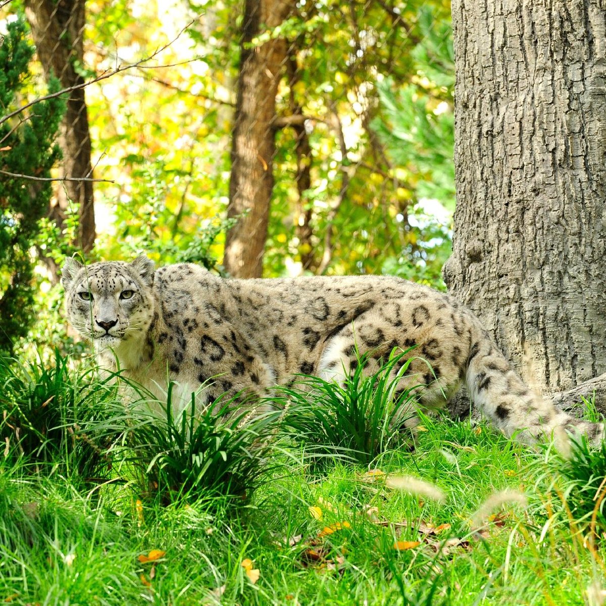 central park zoo new york ny usa