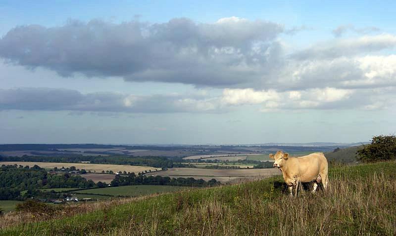 Cranborne Chase National Landscape on X: Edible Ebble is a