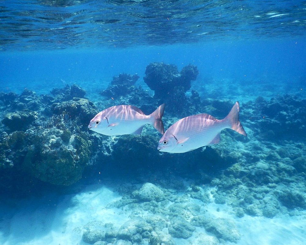 THE 15 BEST Things to Do in Grand Cayman 2024 (with Photos) Tripadvisor