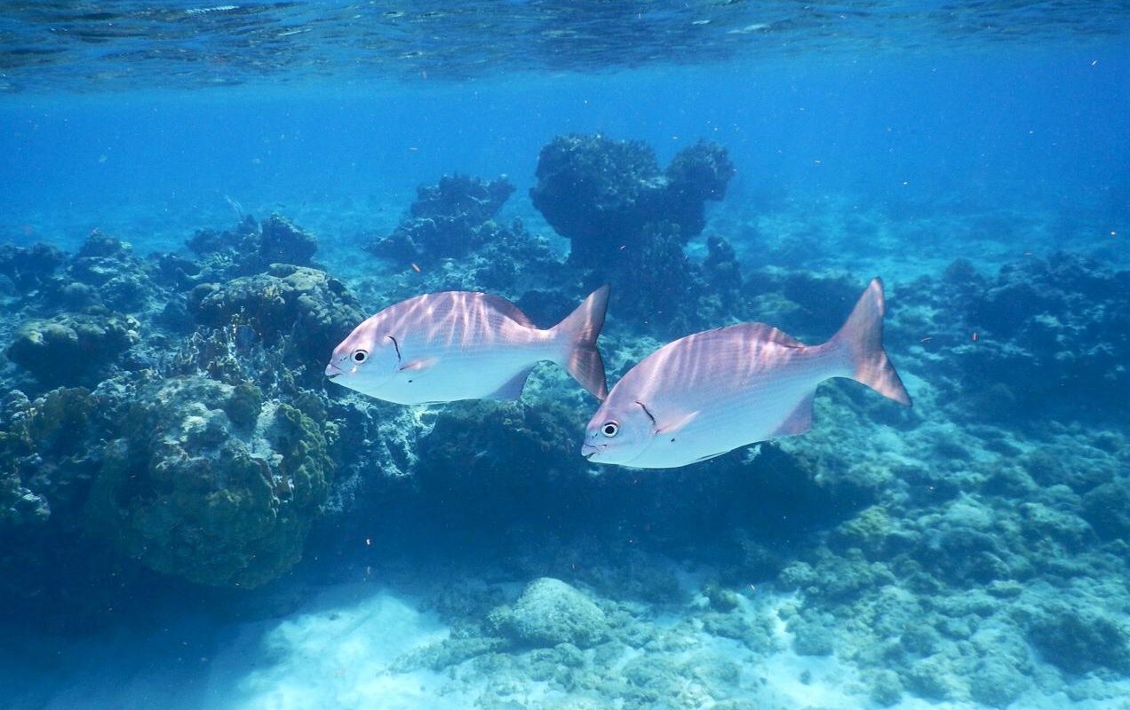 Cemetery Beach and Reef, Grand Cayman