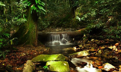 Daintree Rainforest