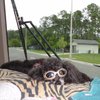 dogs5
