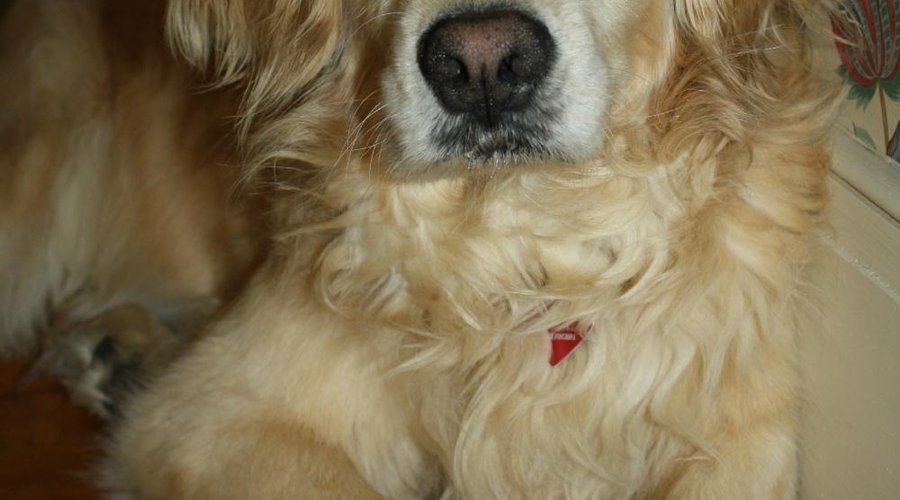 Lucy - our assistant innkeeper