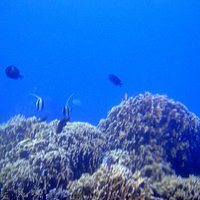 choral fishes