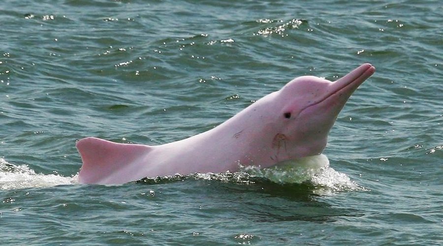 Pink dolphin