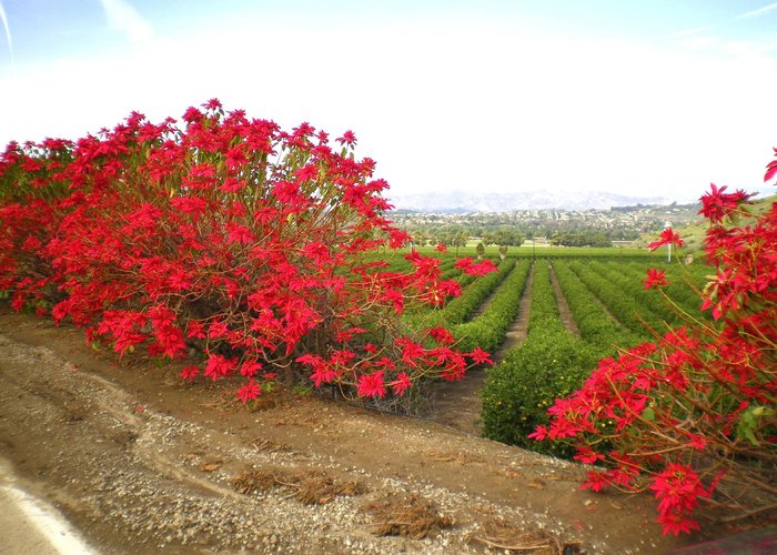 Camarillo Springs