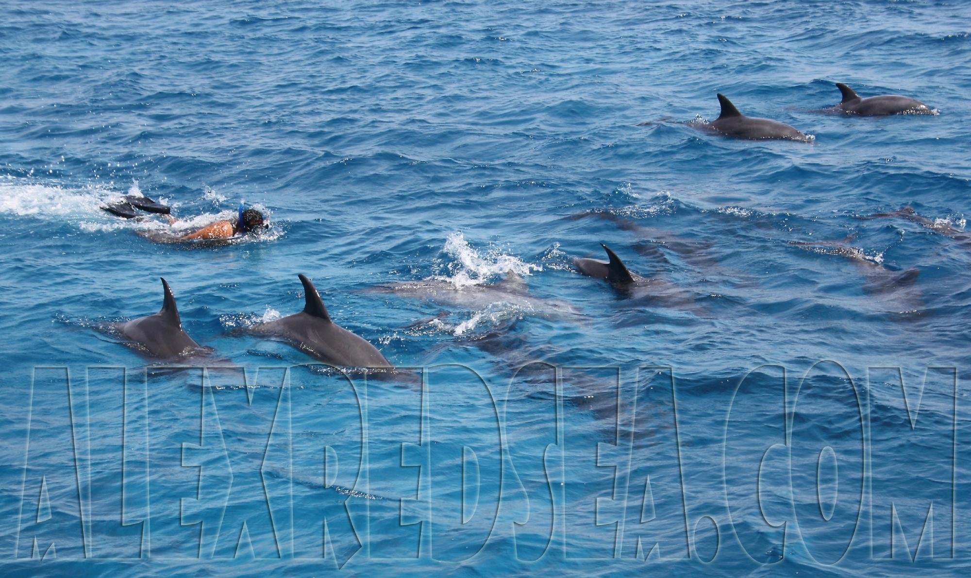 Alex Red Sea Tour to Dolphin House - 후르가다 - Alex Red Sea Tour to Dolphin House의 리뷰 - 트립어드바이저