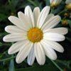 Margaret A