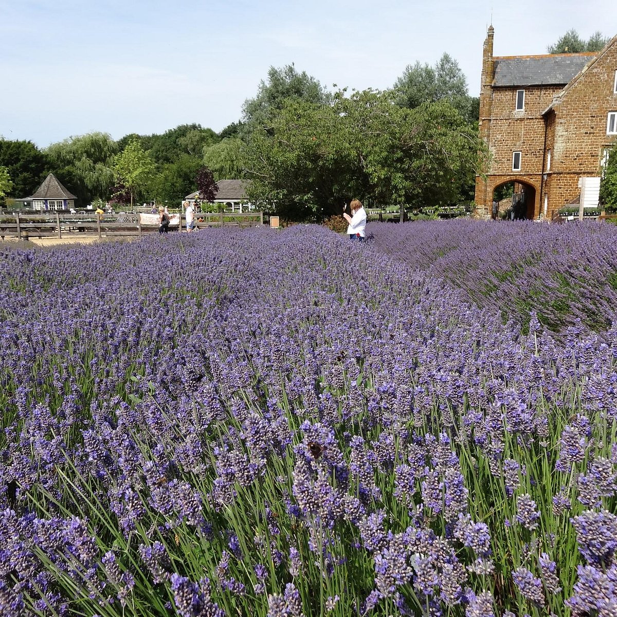 norfolk lavender tours