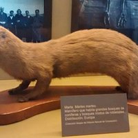 Museo de Historia Natural de Concepcion